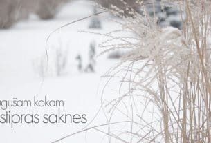 Vējā augušam kokam stipras saknes