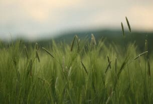 Auskars no Visuma