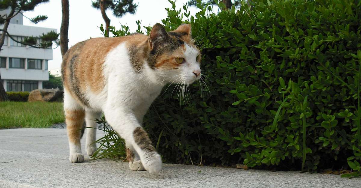 burja cat