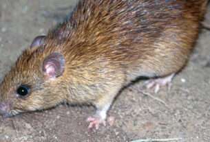 black rat