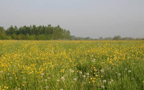 Buttercup meadow